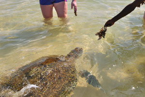 The wild Hikkaduwa turtles are local to this part of the coastline