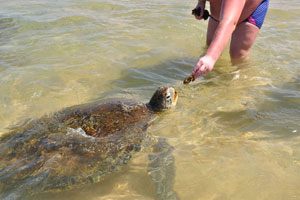 Sea turtles in Hikkaduwa have been known to visit a certain point of the shore to feed on seaweed