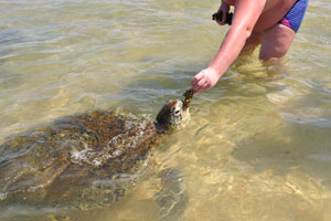 A man feeds a sea turtle