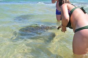 A tourists like to stand beside a sea turtle