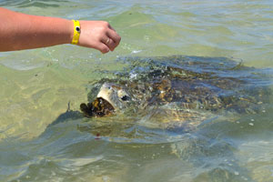 A sea turtle swallows a seaweed