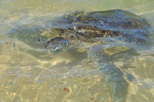 A wild sea turtle