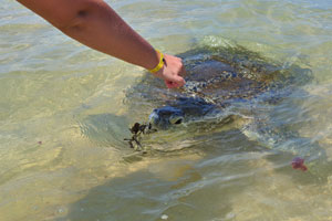 A woman feeds a sea turtle