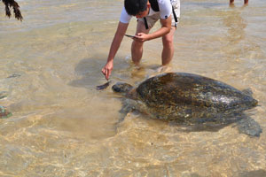A tourist from China accurately feeds a sea turtle