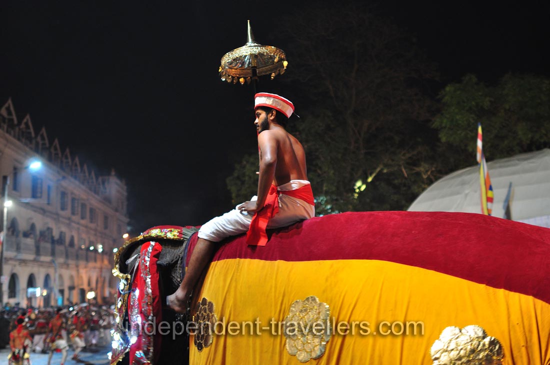 An elephant's rider keeps an umbrella in his hand