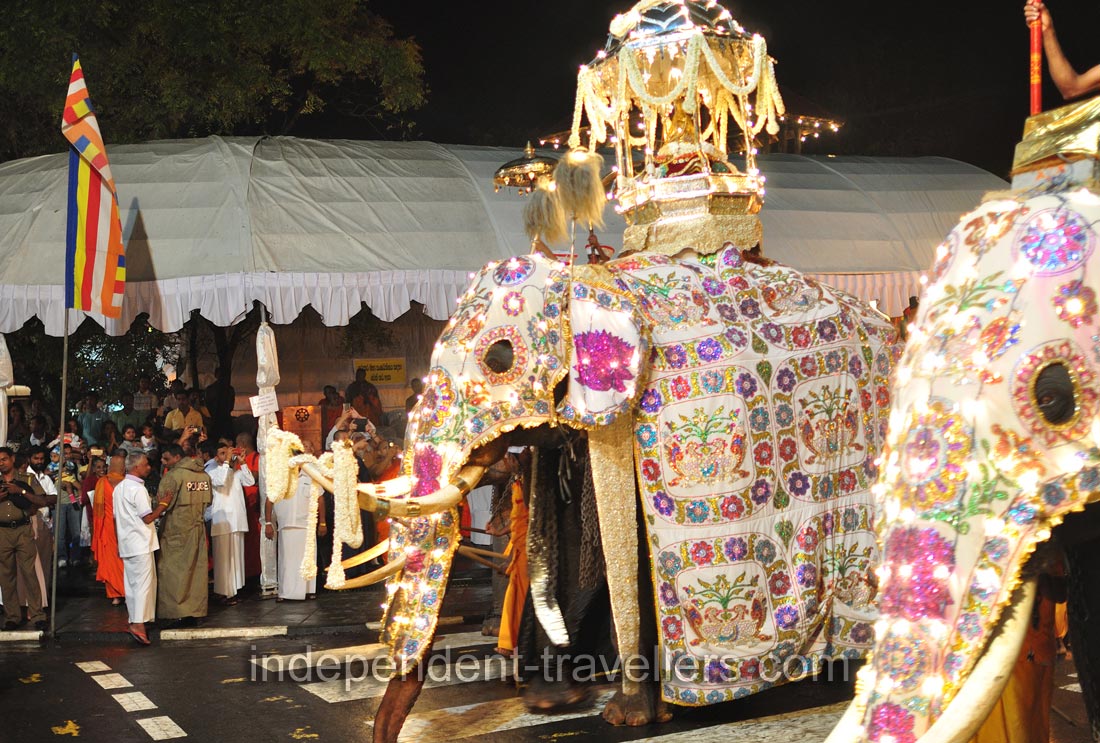 An elephant with decorated tusks