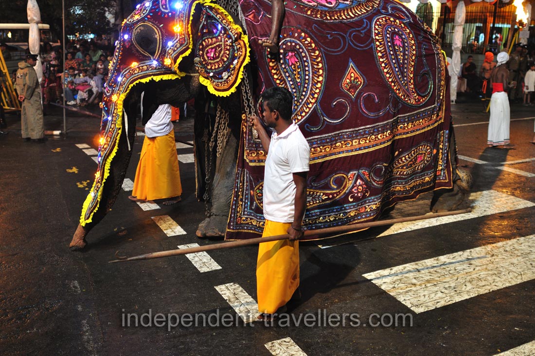 A mahout controls an elephant by a chain