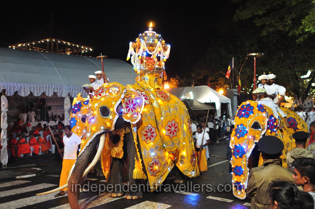 Elephants are dressed in the festive gold coverings