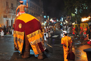 A luxurious brown covering of an elephant