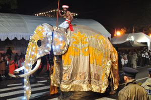 An elephant walks dressed in a gold covering