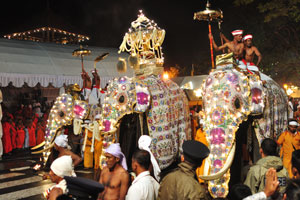 Elephants are covered with garlands of electric lights
