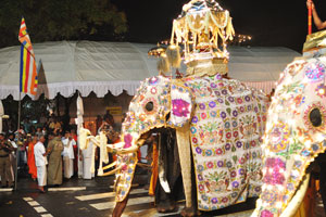 An elephant with decorated tusks