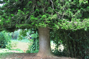 The Cook pine “Araucaria columnaris”