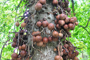 Cannonball tree “Couroupita guianensis”