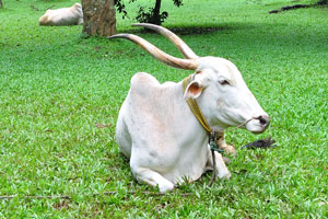 White bull with long horns