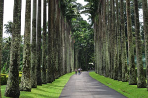 Royal palms grow on Cabbage Palm Avenue