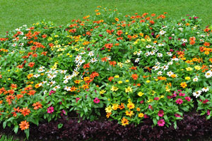 Flower bed with orange flowers
