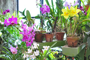 Magenta and yellow orchids grow in Orchid House