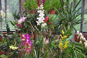 White orchids grow in Orchid House