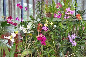 Orchid House offers the visitor a captivating display of exotic blooms of Arachnis and Oncidium