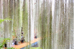 Curtains of plants grow in Orchid House