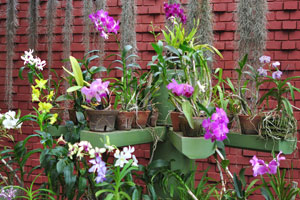 Red brick wall decorates Orchid House