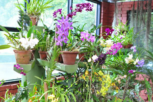 Clay pots are extensively used in Orchid House