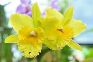 Yellow flowers of an orchid