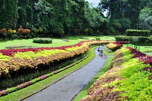 The most striking feature of Flower Garden is a footpath traversing a ribbon of showy coleus varieties