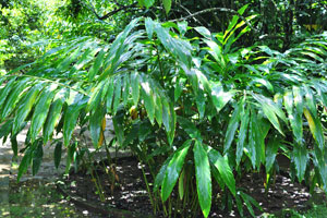 Green tropical plants