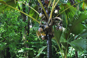 A low palm tree with fruits