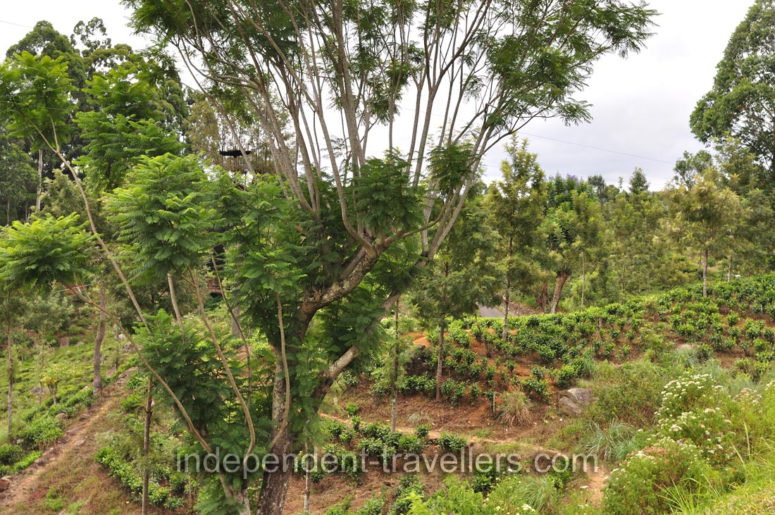 Acacia tree