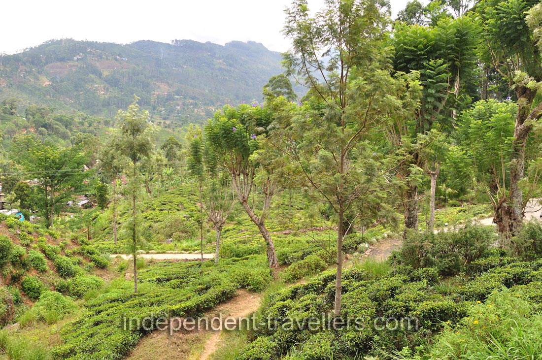 Tea plantations and tall trees