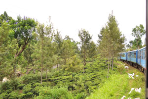 The train rides through tea plantations