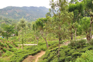 Tea plantations and tall trees