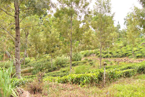 Tea production is one of the main sources of foreign exchange for Sri Lanka