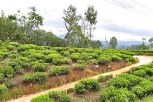 Tea planting by smallholders is the source of employment for thousands