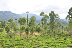 In the hills of Sri Lanka's tea country