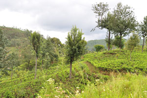 The Ceylon Tea country