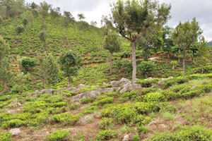 Rows of emerald-green tea bushes stretch to the horizon