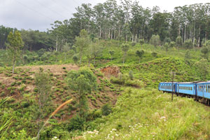 Train rides through tea plantations