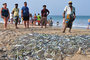 People look on a heap of fresh catch fish