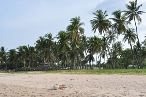 The beach is surrounded by the palm grove
