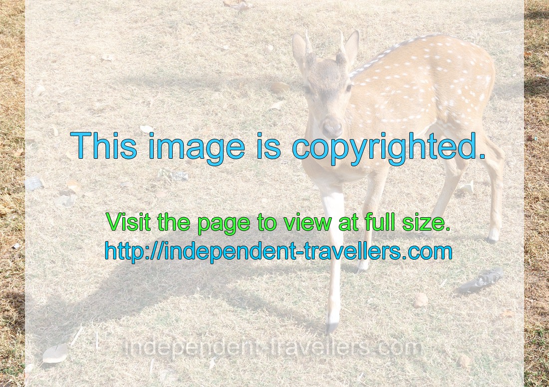 A spotted deer is very friendly