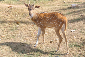 A Sri Lankan axis deer