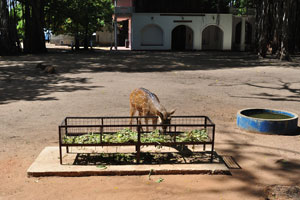 A spotted deer feeding point