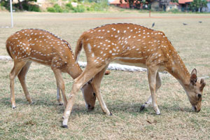 A couple of spotted deers