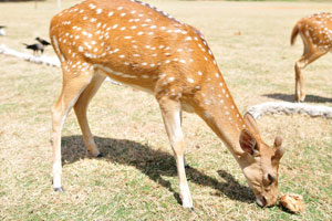 A spotted deers grazes in the sunny day
