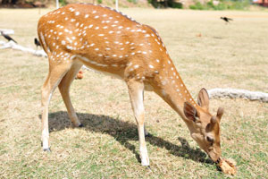 A funny and friendly spotted deer