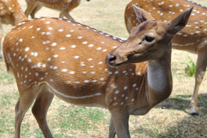The chital or cheetal “Axis axis”